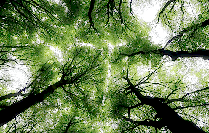 ENVIRONMENTAL APPROACH